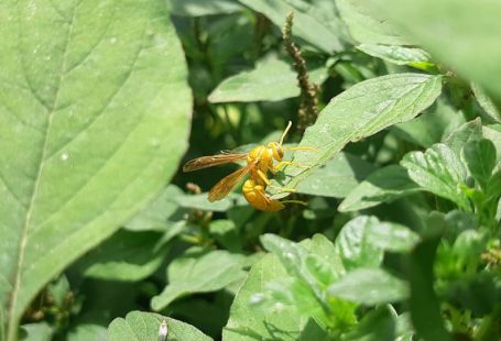 Animal Techniques - a yellow insect sitting on top of a green leaf