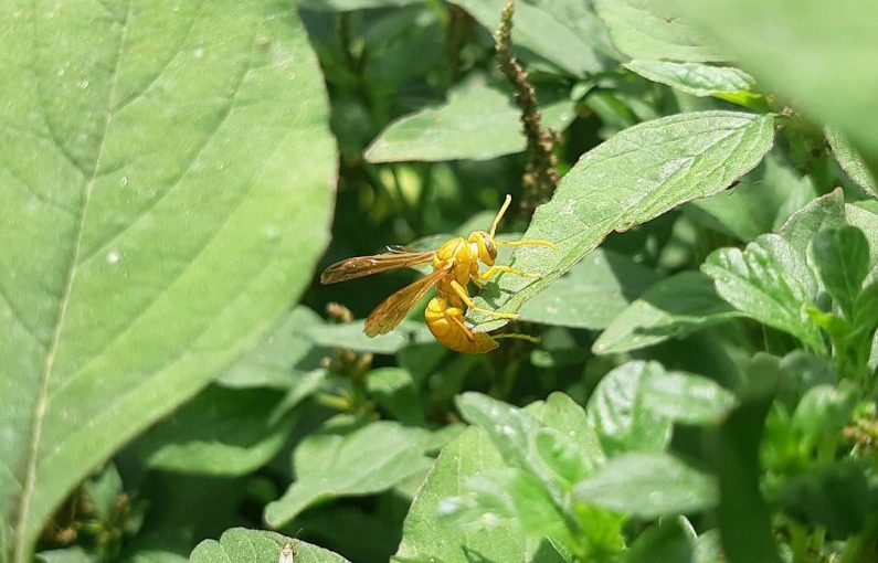 Animal Techniques - a yellow insect sitting on top of a green leaf